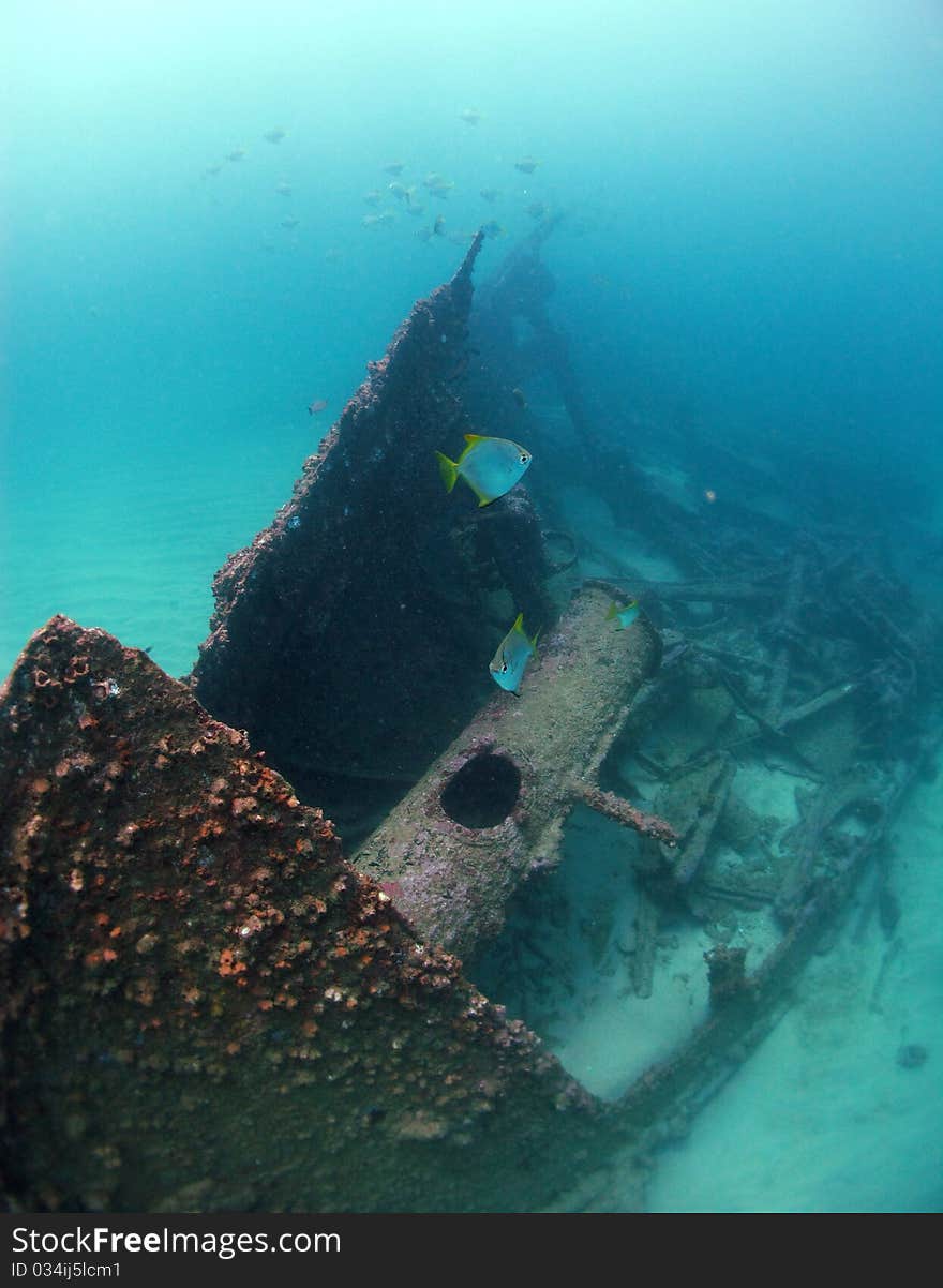 Fish hover over a wreck in the Indian Ocean