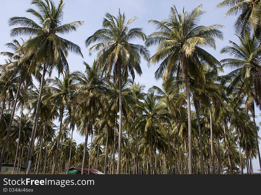 Coconut palms