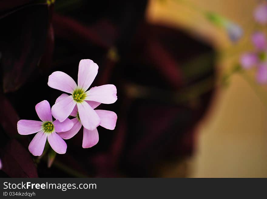 Purple flower in thai resort