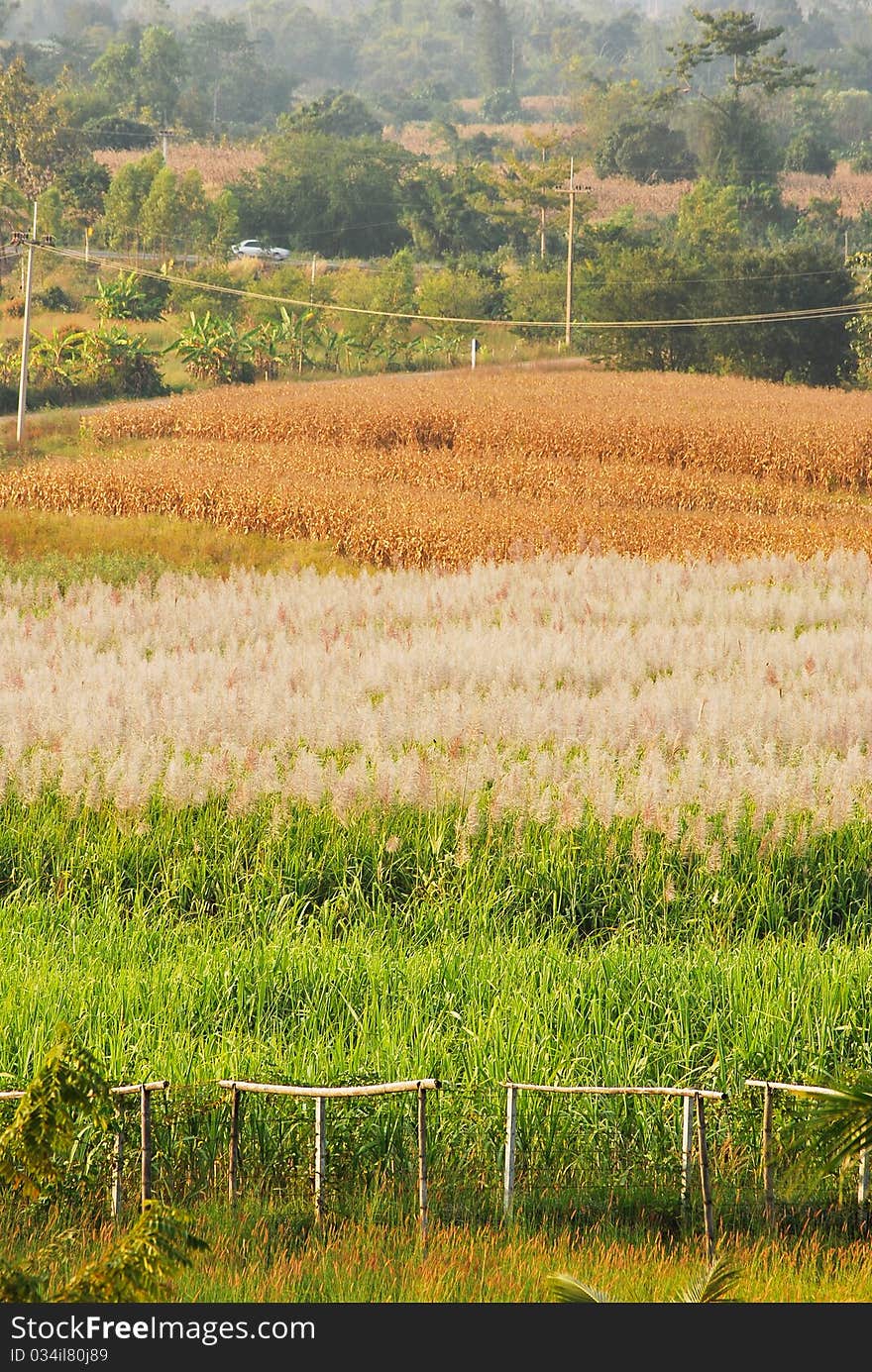 The farm in northeast thailand