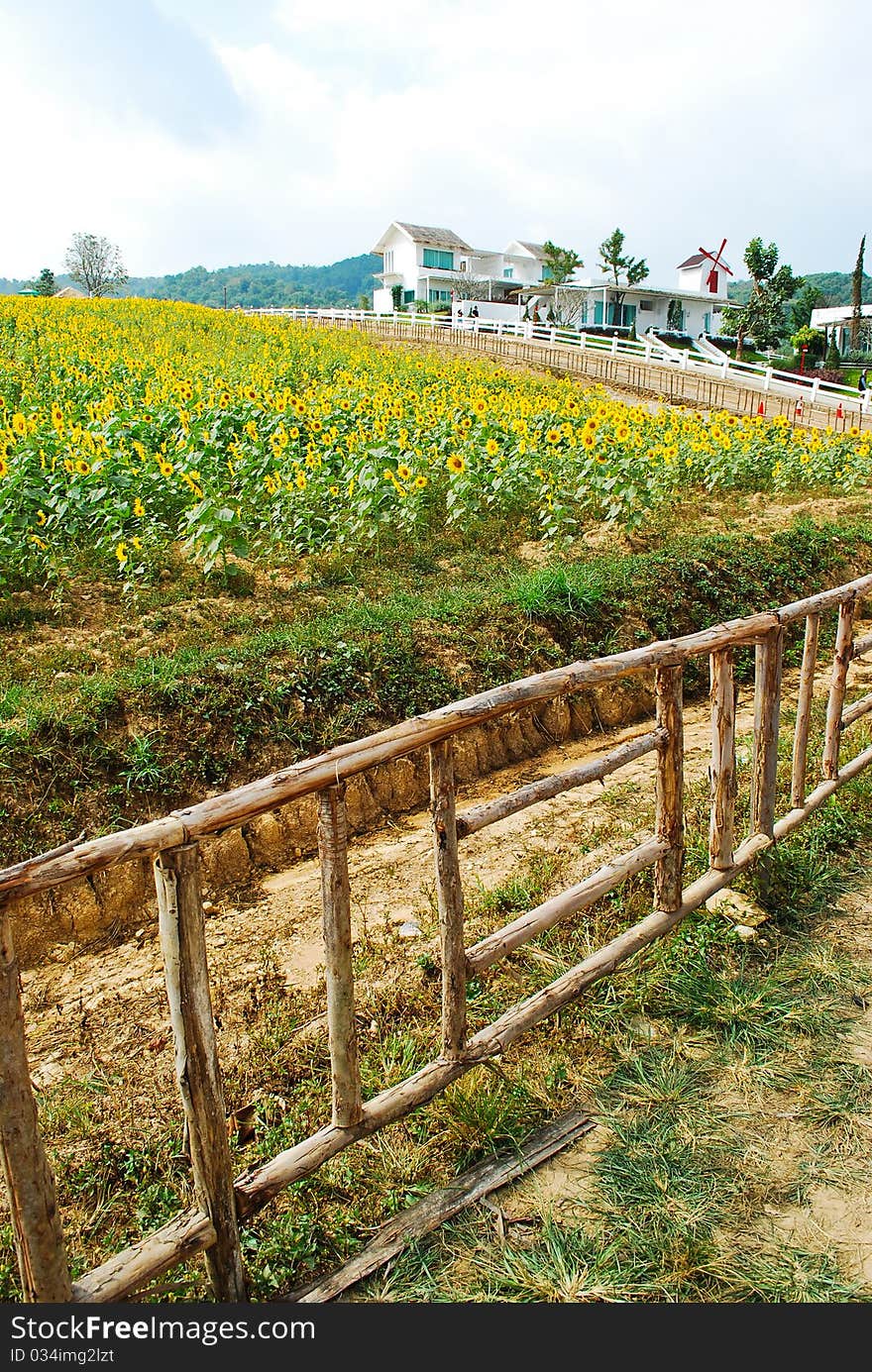 Sunflower garden with house in thailand. Sunflower garden with house in thailand