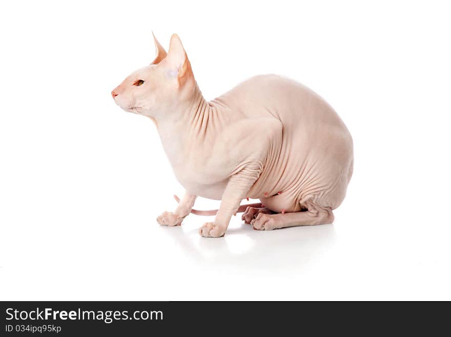 Don Sphinx (DONSPHINX) cat