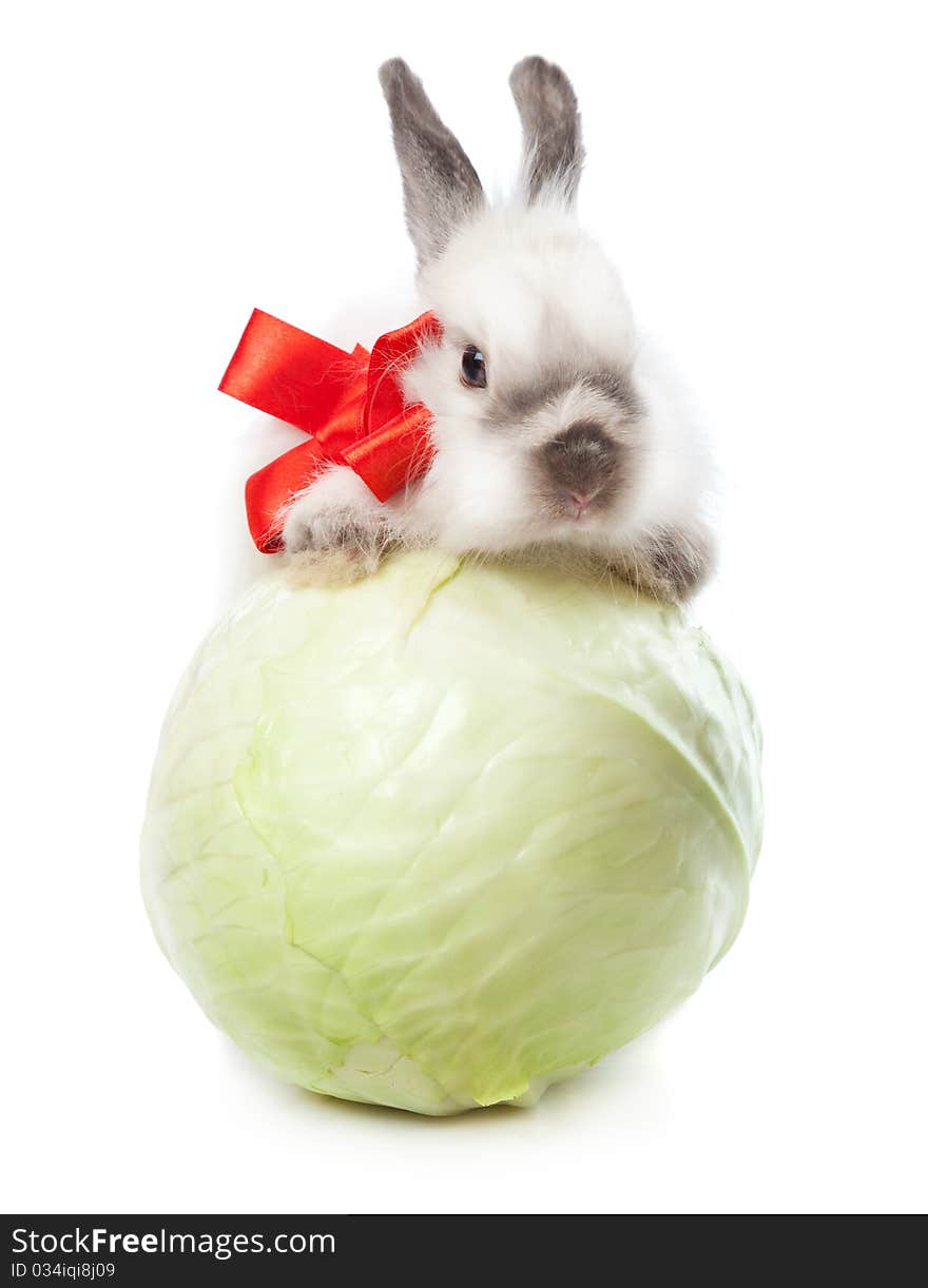 A rabbit with a cabbage