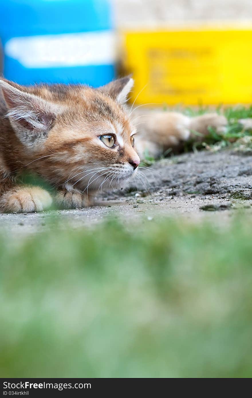 Cat laying on a stone and observing surroundings. Cat laying on a stone and observing surroundings