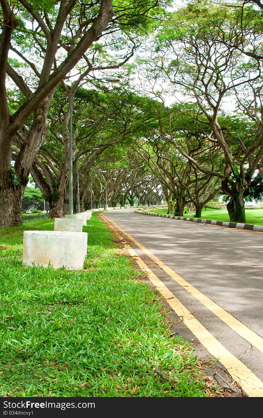 A road along a park with rows of tree which make it look like a nature's tunnel. A road along a park with rows of tree which make it look like a nature's tunnel