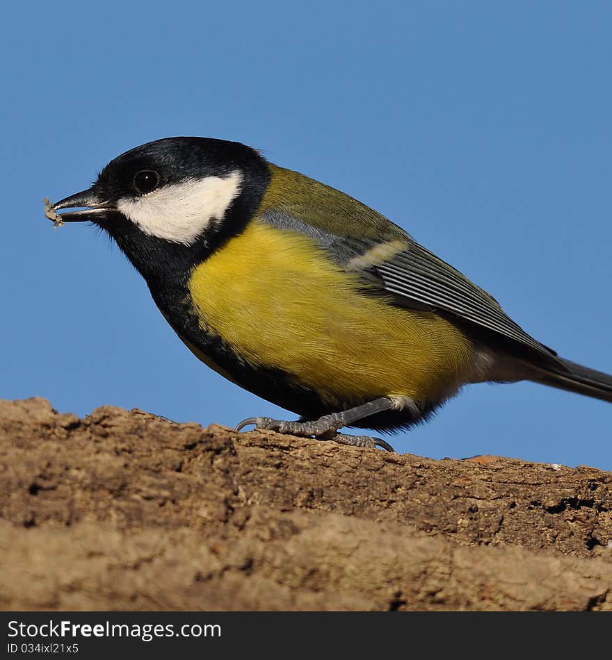 Great tit