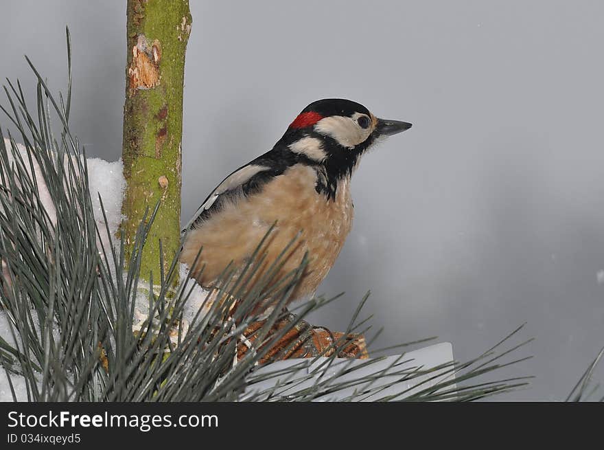 Great Spotted Woodpecker - Dendrocopos Major