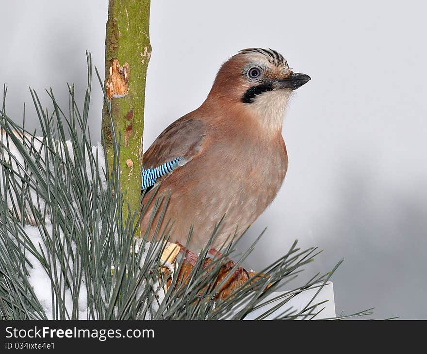 The jays are several species of medium-sized, usually colorful and noisy, passerine birds in the crow family Corvidae. The jays are several species of medium-sized, usually colorful and noisy, passerine birds in the crow family Corvidae.