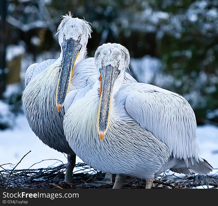 Two Young Pelicans