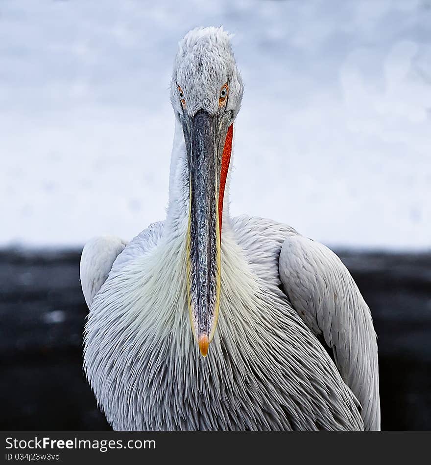 A pelican on a snowy background