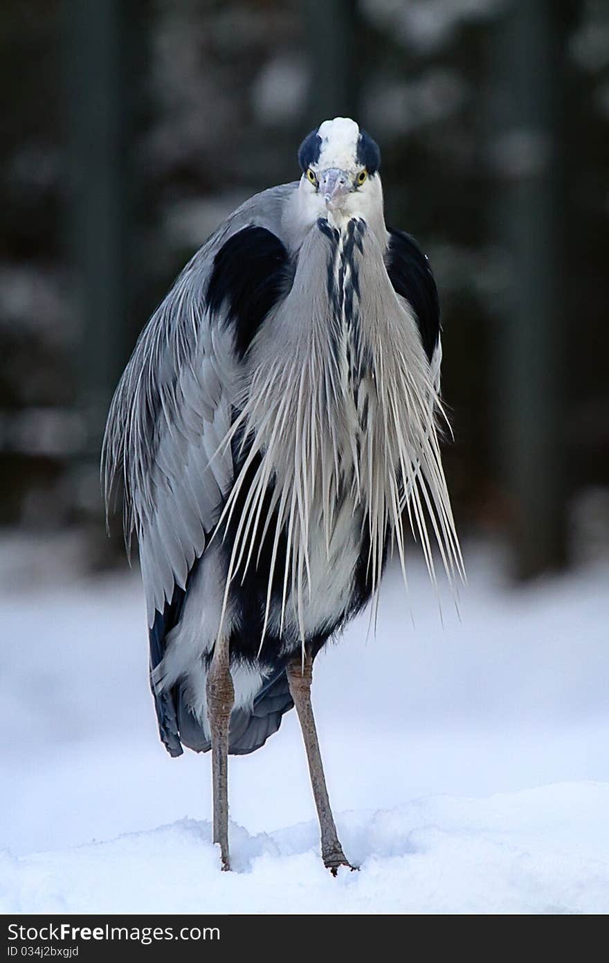 A heron in a snowy environment