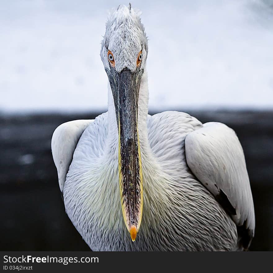 A pelican on a snowy background