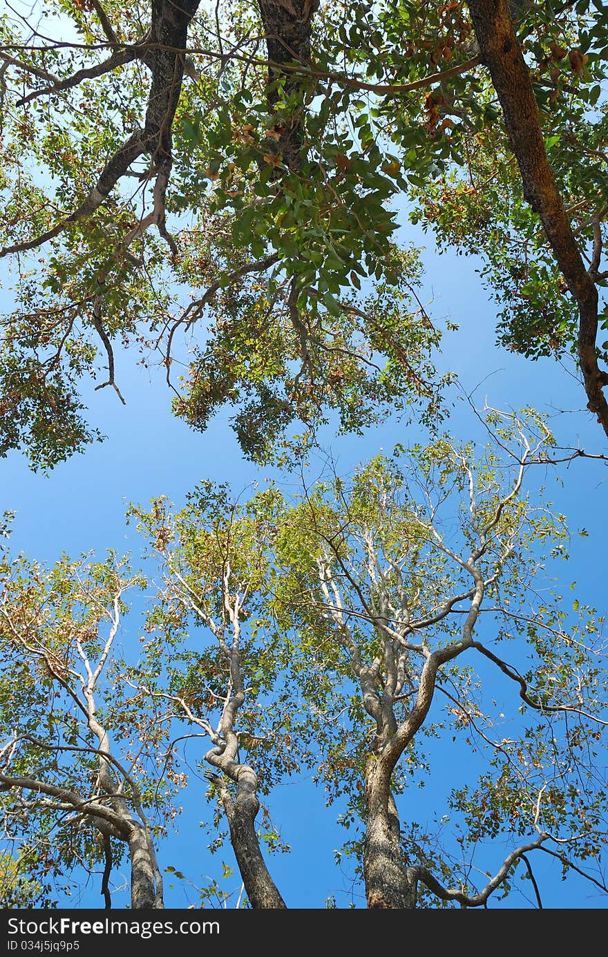 The forest abundance of Thailand