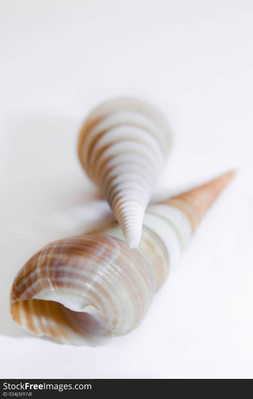 Cone shaped sea shells with shallow focus