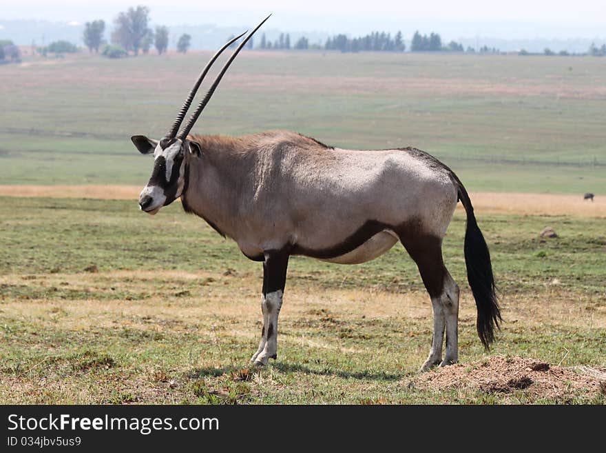 The Oryx from the side