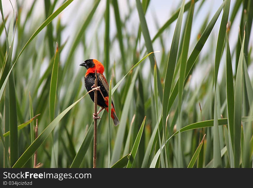 Red Bishop Bird on a twig. Red Bishop Bird on a twig