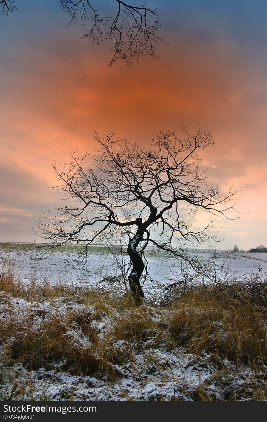 Solitary tree