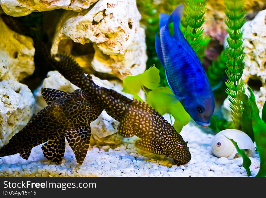 Aquarium with colorful blue fish. Aquarium with colorful blue fish