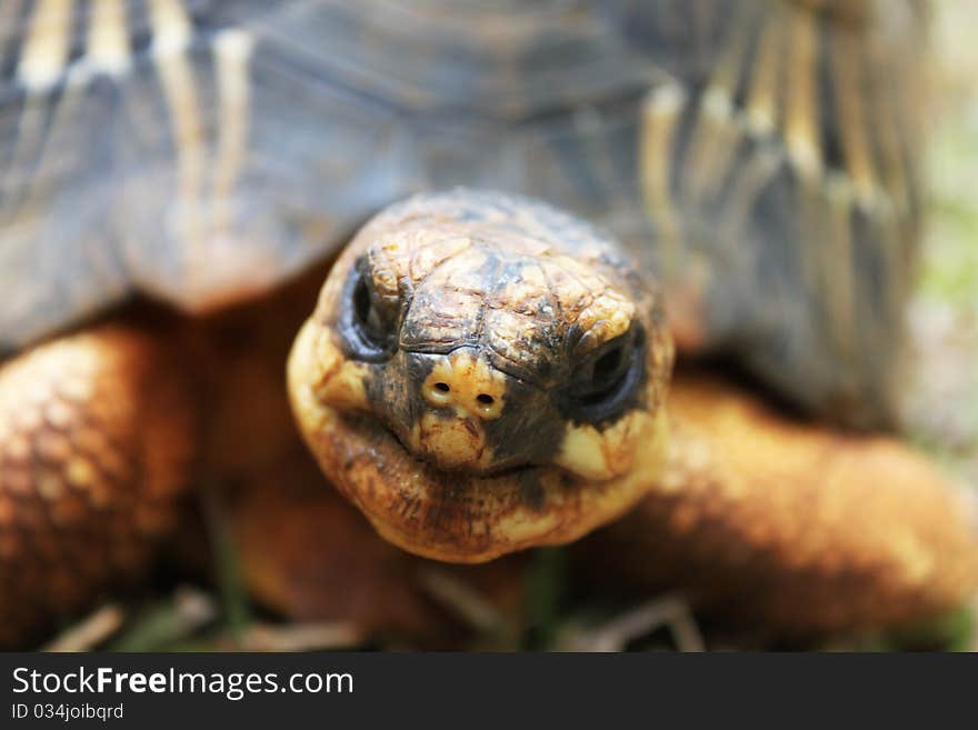 Endangered species of tortoise found normally in Africa. It is about 8 years old and picture was taken when it just ate.