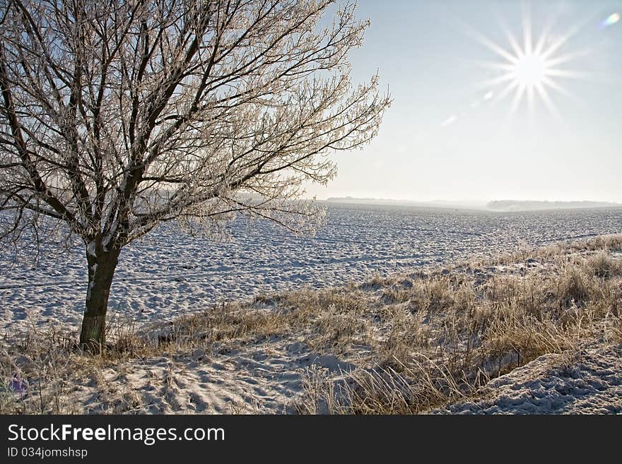 Snow on trees in Winter