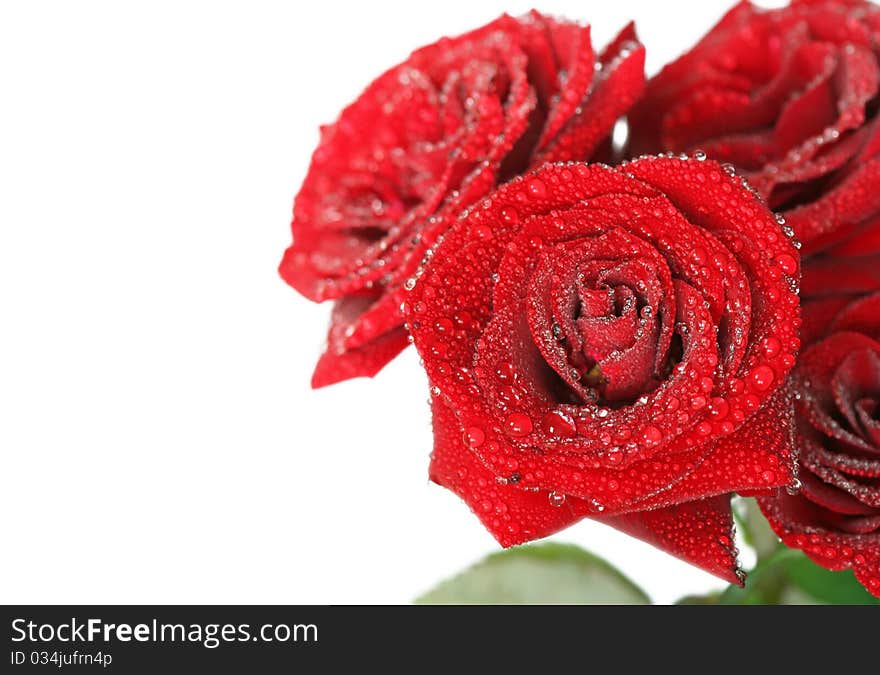 Close-up of rose isolated on white backgrounds