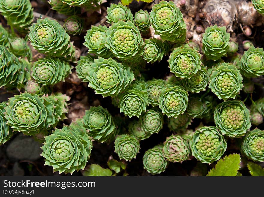 Group of growing seedlings of flowers close up. Group of growing seedlings of flowers close up