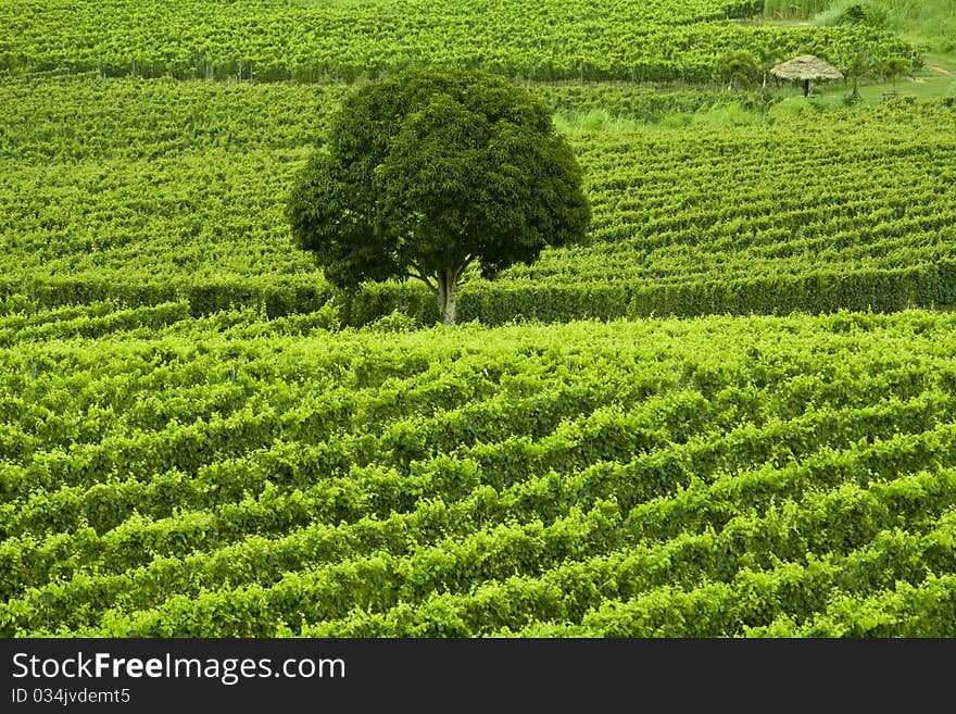 A tree stand alone in vineyard. A tree stand alone in vineyard