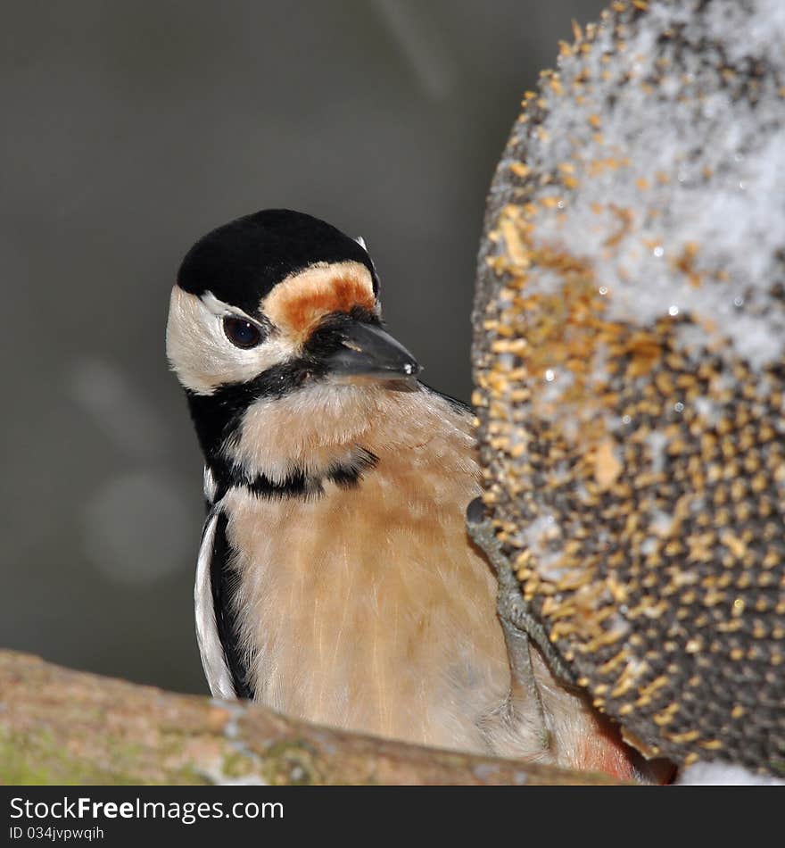 Great spotted woodpecker