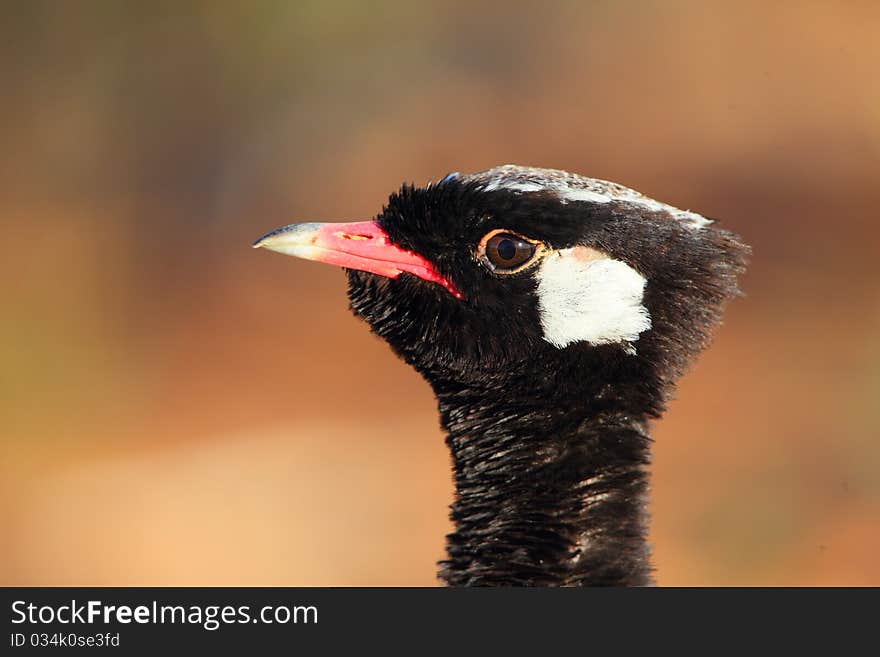 Northern Black Korhaan