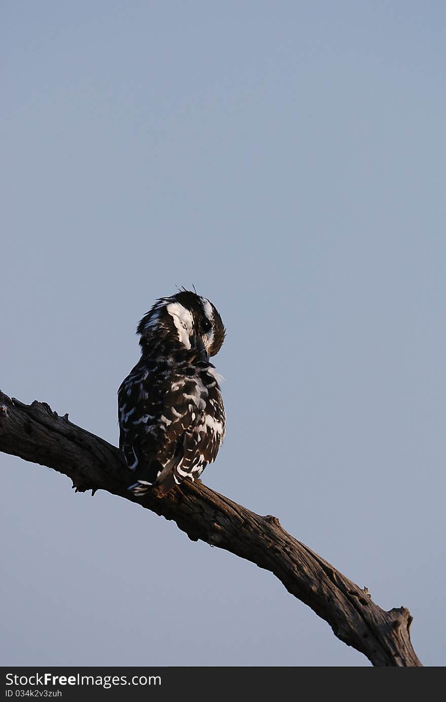 Kingfisher