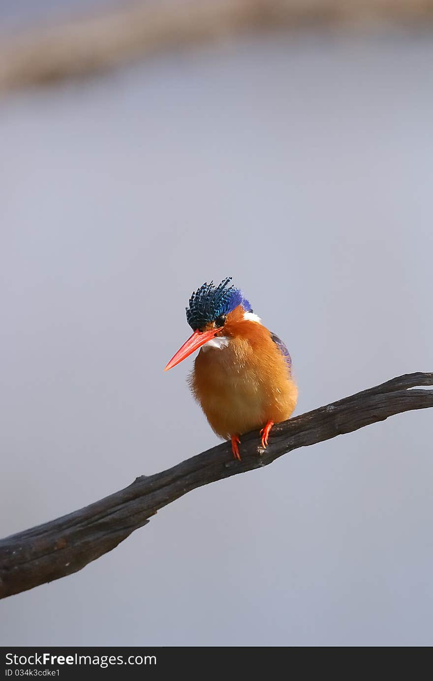 Kingfisher