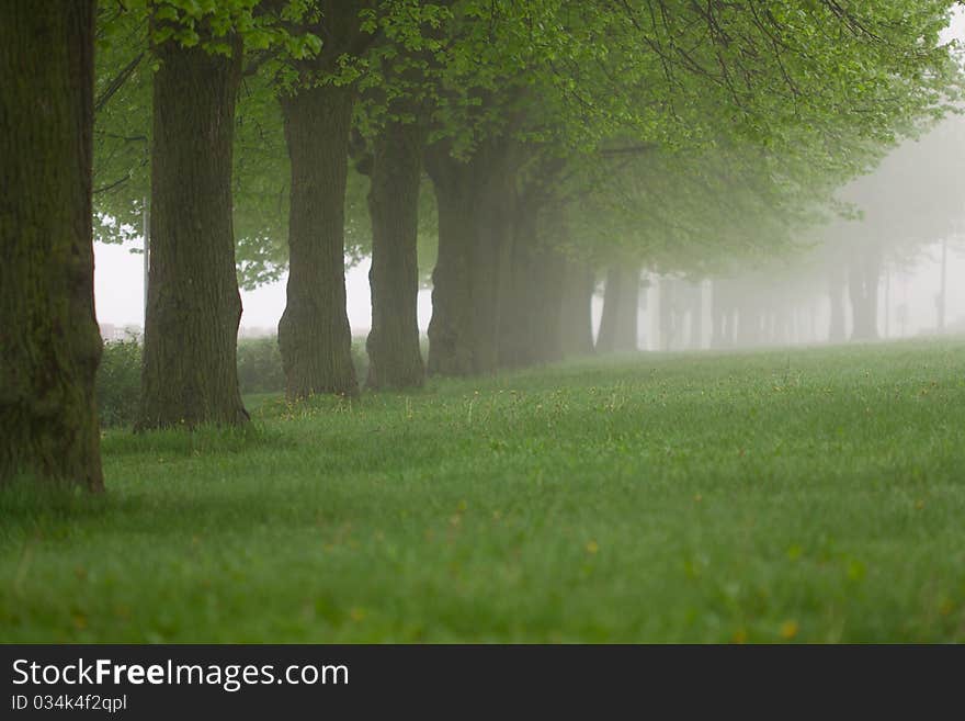 Park in the fog