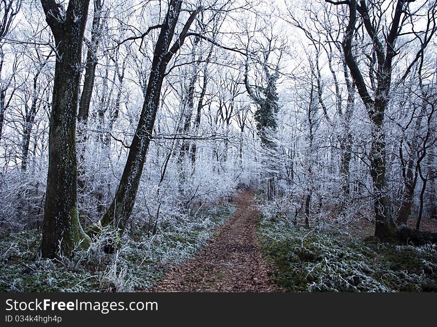 Forest path going deep in forest. Forest path going deep in forest.