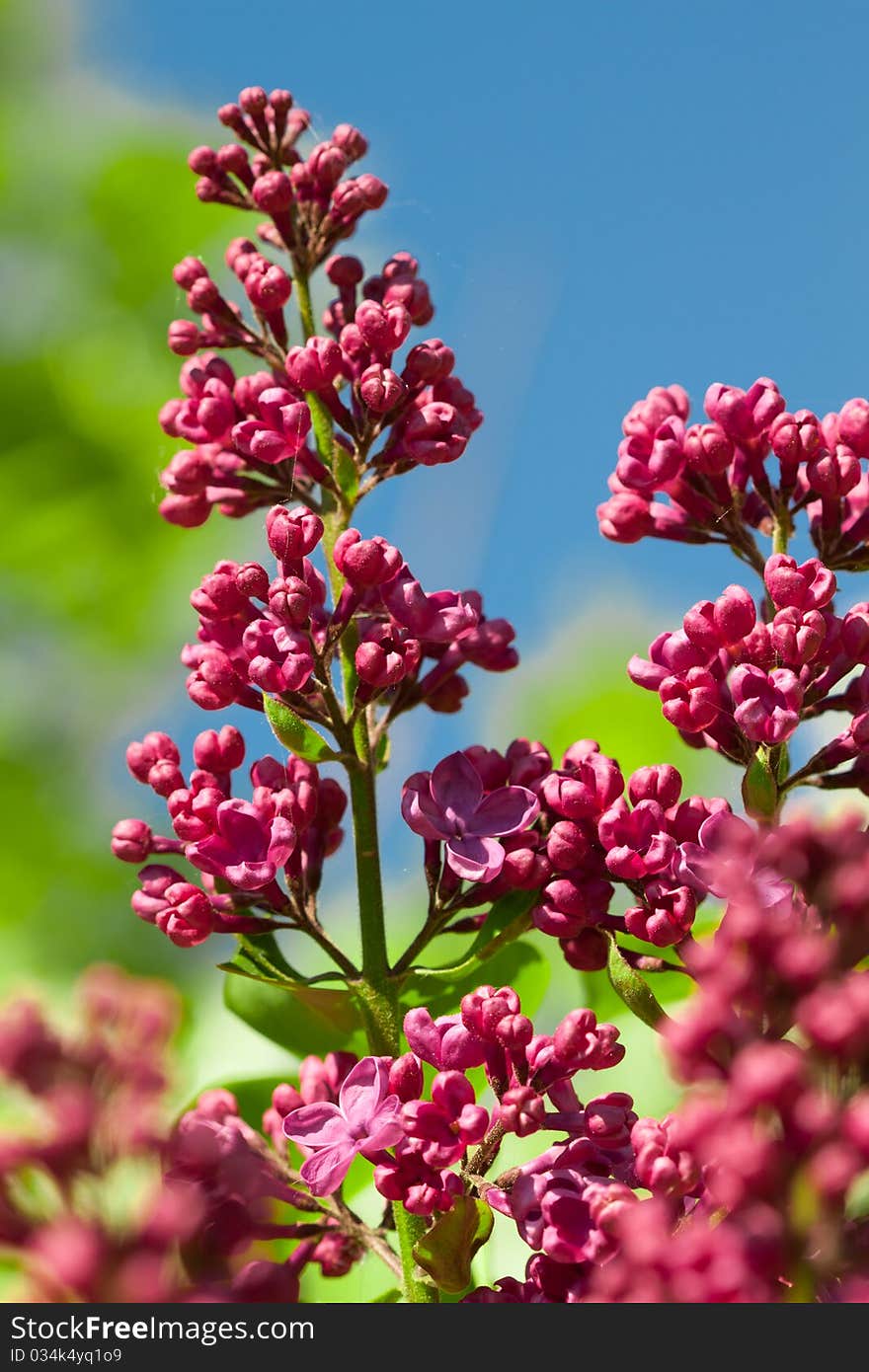 Red jasmine in garden on green and blue background