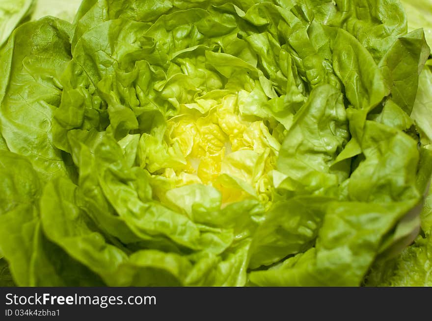 Fresh lettuce