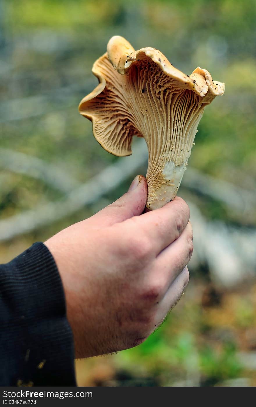 A closeup of a Cantharellus cibarius mushroom