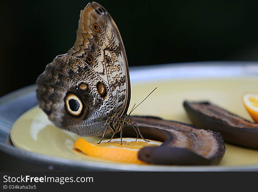 The largest moths of temperate North America are known as Giant Silk Moths, family Saturniidae.