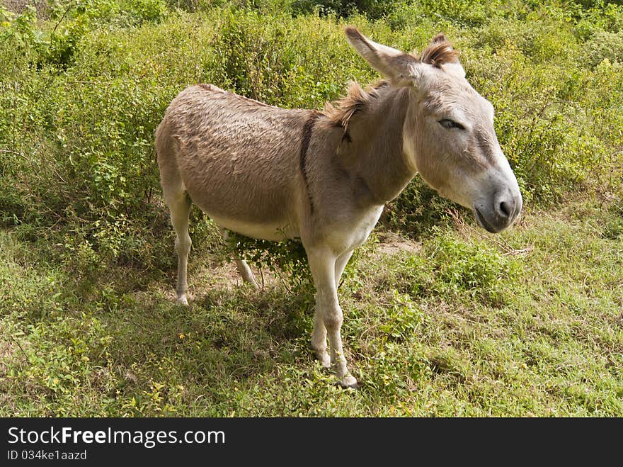 Tired donkey on the field