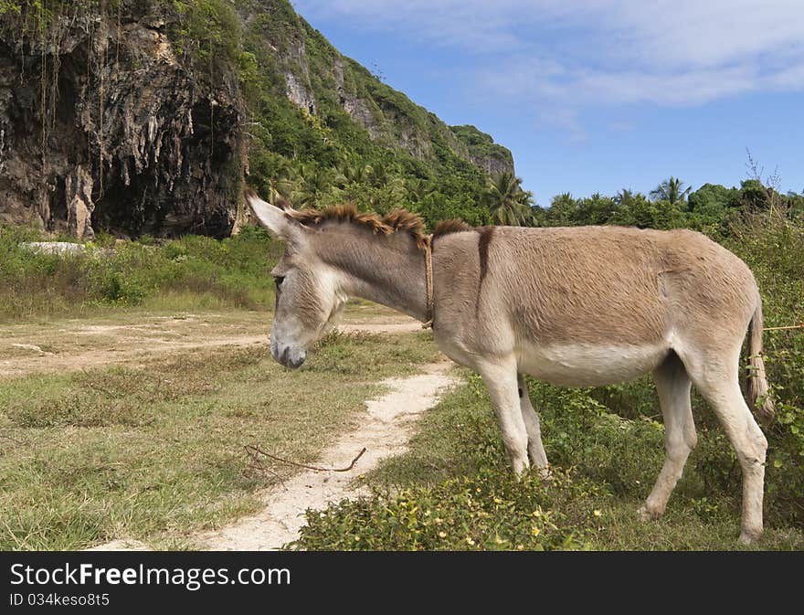 Tired donkey near road