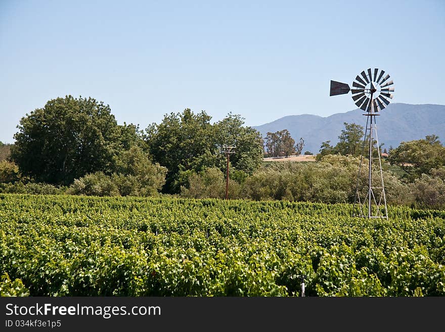 Wine Vineyard with a windmill