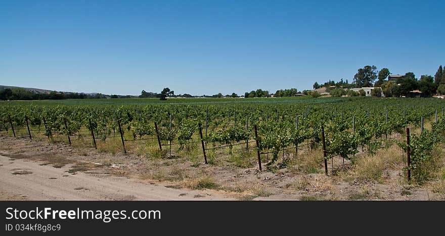 Wine Vineyard