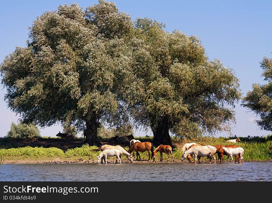 A large spreading tree growing on the riverbank. near grazing herd of horses. A large spreading tree growing on the riverbank. near grazing herd of horses