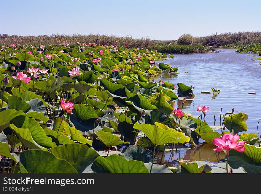 The images show the river, on the water surface are leaves and flowers blooming lotus. The images show the river, on the water surface are leaves and flowers blooming lotus