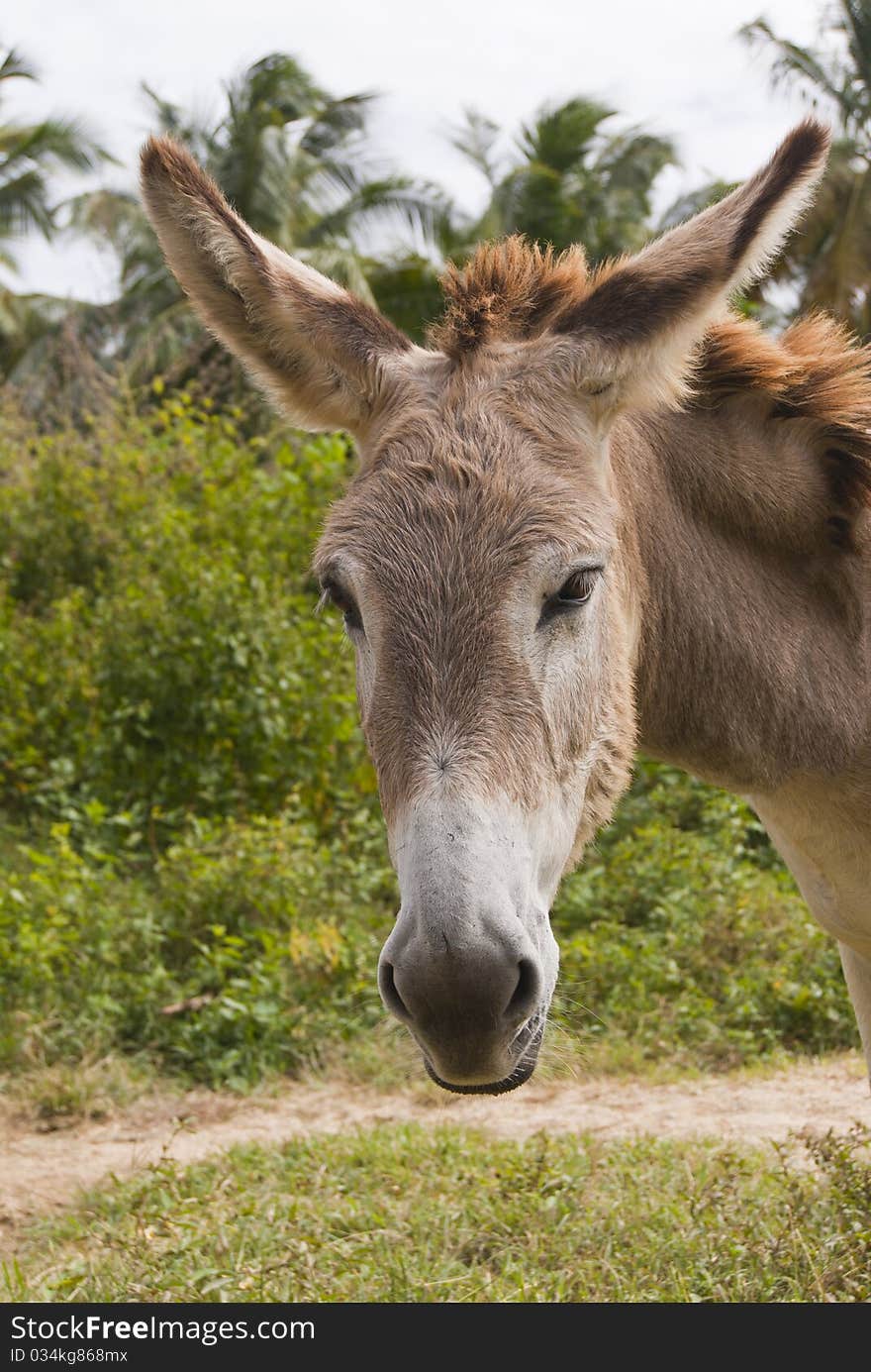 Sad Donkey Headshot