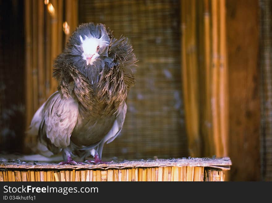 Blue Feathered Bird