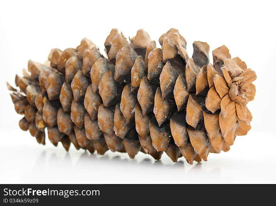 Large Pine Cone On White