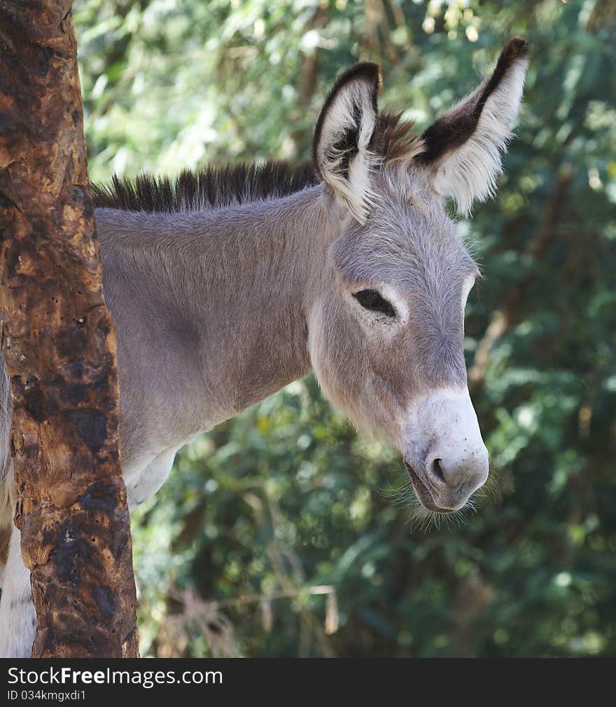 Portrait of a donkey which is standing behind a tree