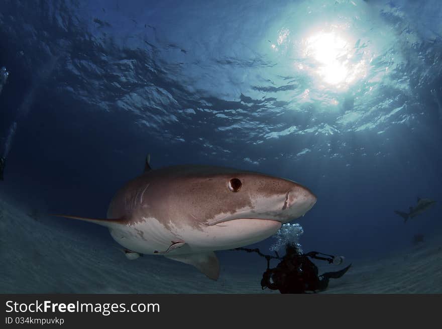 Tiger Shark