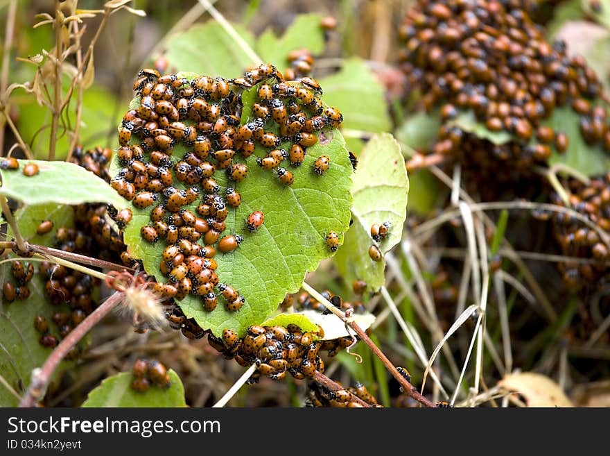 Ladybugs swarm on the forest floor. Ladybugs swarm on the forest floor.