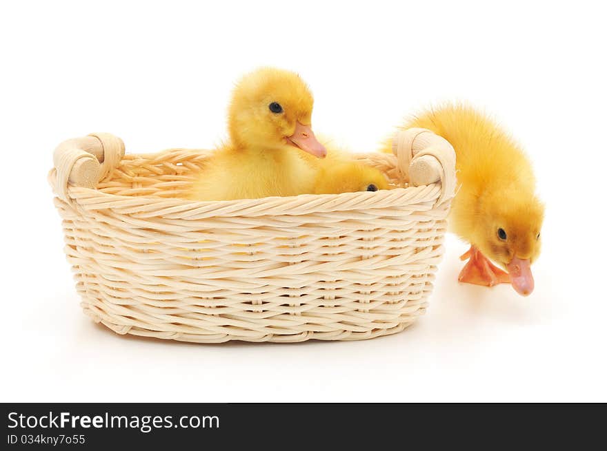 Ducklings in a basket.